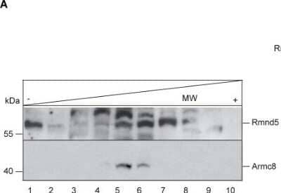 Western Blot: RMND5A Antibody [NBP1-92337] - Rmnd5 is part of an ubiquitin ligase complex. Glycerol step gradient of Xenopus laevis NF stage 36 embryo lysates. Molecular mass (MW) standard: albumin (67 kDa), fraction 1, 2; LDH (140 kDa), fraction 4; catalase (232 kDa), fraction 6,7. Western blot analysis with alpha-RMND5A (Rmnd5; upper panel) (1:1000) and alpha-ARMC8 (lower panel) (1:1000). Image collected and cropped by CiteAb from the following publication (//dx.plos.org/10.1371/journal.pone.0120342), licensed under a CC-BY license.