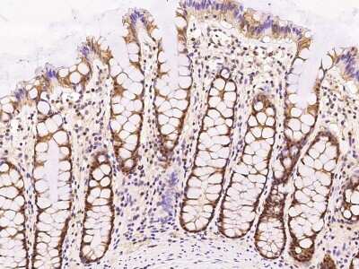 Immunohistochemistry-Paraffin: RMND5B Antibody [NBP2-97633] - Immunochemical staining of human RMND5B in human kidney with rabbit polyclonal antibody at 1:200 dilution, formalin-fixed paraffin embedded sections.