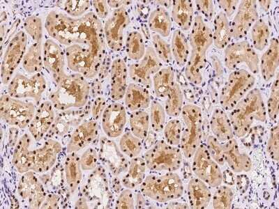 Immunohistochemistry-Paraffin: RMND5B Antibody [NBP2-97633] - Immunochemical staining of human RMND5B in human kidney with rabbit polyclonal antibody at 1:200 dilution, formalin-fixed paraffin embedded sections.