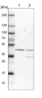 Western Blot: RMND5B Antibody [NBP2-13234] - Lane 1: NIH-3T3 cell lysate (Mouse embryonic fibroblast cells). Lane 2: NBT-II cell lysate (Rat Wistar bladder tumor cells).