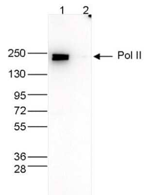Western Blot: RNA Polymerase II/POLR2A Antibody (C.15100055) [NBP2-59209] - Whole cell extracts (40 ug) from HeLa cells transfected with Pol II siRNA (lane 2) and from an untransfected control (lane 1) were analysed by Western blot using the antibody against Pol II diluted 1:500 in TBS-Tween containing 5% skimmed milk. The position of the protein of interest is indicated on the right; the marker (in kDa) is shown on the left.