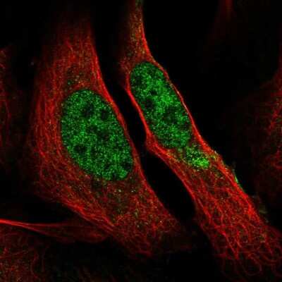 Immunocytochemistry/Immunofluorescence: RNA Polymerase II/POLR2A Antibody [NBP2-55663] - Staining of human cell line U-2 OS shows localization to nucleoplasm. Antibody staining is shown in green.