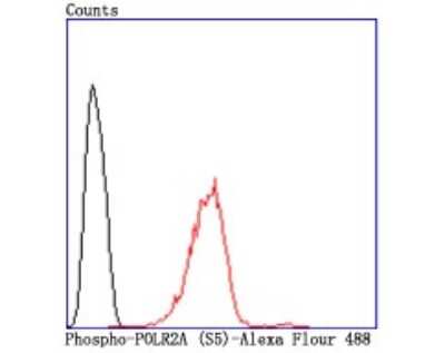 Flow Cytometry: RNA Polymerase II/POLR2A [ac Ser5] Antibody (JM51-21) [NBP2-66801] - Analysis of Hela cells with Phospho-POLR2A (S5) antibody at 1/50 dilution (red) compared with an unlabelled control (cells without incubation with primary antibody; black). Alexa Fluor 488-conjugated goat anti rabbit IgG was used as the secondary antibod