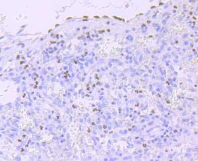 Immunohistochemistry-Paraffin: RNA Polymerase II/POLR2A [ac Ser5] Antibody (JM51-21) [NBP2-66801] - Analysis of paraffin-embedded human spleen tissue using anti- Phospho-POLR2A (S5) antibody. Counter stained with hematoxylin.