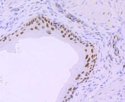 Immunohistochemistry-Paraffin: RNA Polymerase II/POLR2A [ac Ser5] Antibody (JM51-21) [NBP2-66801] - Analysis of paraffin-embedded mouse bladder tissue using anti- Phospho-POLR2A (S5) antibody. Counter stained with hematoxylin.