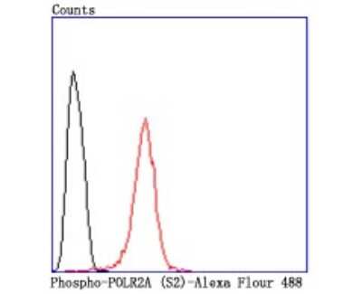 Flow Cytometry: RNA Polymerase II/POLR2A [p Ser2] Antibody (JM11-51) [NBP2-66800] - Analysis of Hela cells with Phospho-POLR2A (S2) antibody at 1/50 dilution (red) compared with an unlabelled control (cells without incubation with primary antibody; black). Alexa Fluor 488-conjugated goat anti rabbit IgG was used as the secondary antibod