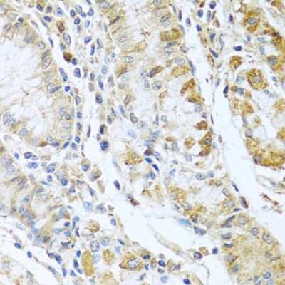 Immunohistochemistry-Paraffin: RNASE13 Antibody [NBP2-94210] - Paraffin-embedded human stomach using RNASE13 .