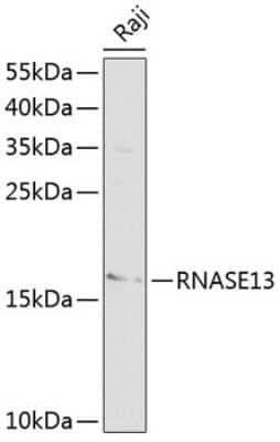 Western Blot: RNASE13 Antibody [NBP2-94210] - Analysis of extracts of Raji cells, using RNASE13 at 1:1000 dilution.Secondary antibody: HRP Goat Anti-Rabbit IgG (H+L) at 1:10000 dilution.Lysates/proteins: 25ug per lane.Blocking buffer: 3% nonfat dry milk in TBST.