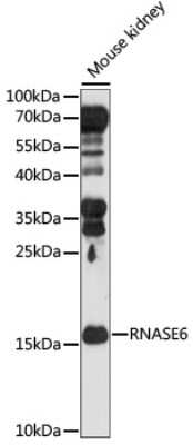Western Blot RNASE6 Antibody - Azide and BSA Free