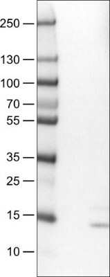 Western Blot: RNASE7 Antibody (CL0223) [NBP2-52883] - Lane 1: Marker [kDa], Lane 2: Negative control (vector only transfected HEK293T lysate), Lane 3: RNASE7 Over-expression Lysate (Co-expressed with a C-terminal myc-DDK tag (~3.1 kDa) in mammalian HEK293T cells)