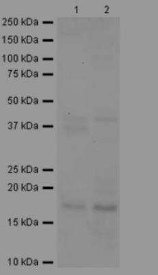 Western Blot: RNASE7 Antibody [NBP2-46606] - Analysis of (1) human small intestine, (2) Hela cells.