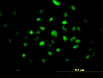Immunocytochemistry/Immunofluorescence: RNASEH2A Antibody [H00010535-B01P] - Analysis of purified antibody to RNASEH2A on HeLa cell. (antibody concentration 10 ug/ml)