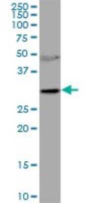 Western Blot: RNASEH2A Antibody [H00010535-B01P] - Analysis of RNASEH2A expression in COLO 320 HSR.