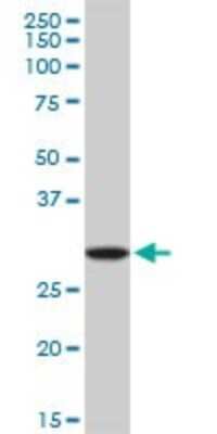 Western Blot: RNASEH2A Antibody [H00010535-B01P] - Analysis of RNASEH2A expression in Jurkat.