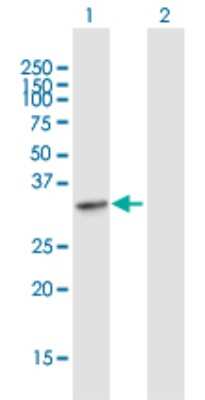 Western Blot: RNASEH2A Antibody [H00010535-B01P] - Analysis of RNASEH2A expression in transfected 293T cell line by RNASEH2A polyclonal antibody.  Lane 1: RNASEH2A transfected lysate(32.89 KDa). Lane 2: Non-transfected lysate.