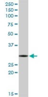 Western Blot: RNASEH2A Antibody [H00010535-D01P] - Analysis of RNASEH2A expression in HeLa.