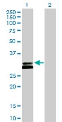 Western Blot: RNASEH2A Antibody [H00010535-D01P] - Analysis of RNASEH2A expression in transfected 293T cell line by RNASEH2A polyclonal antibody.Lane 1: RNASEH2A transfected lysate(33.40 KDa).Lane 2: Non-transfected lysate.