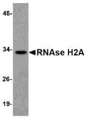 Western Blot RNASEH2A Antibody - BSA Free