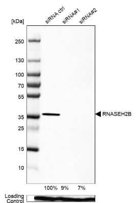Western Blot: RNASEH2B Antibody [NBP2-58962] - Analysis in HEK293 cells transfected with control siRNA, target specific siRNA probe #1 and #2, using Anti-RNASEH2B antibody. Remaining relative intensity is presented. Loading control: Anti-PPIB.