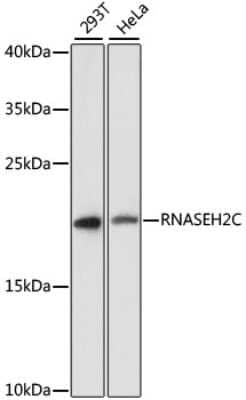 Western Blot: RNASEH2C Antibody [NBP2-94719] - Analysis of extracts of various cell lines, using RNASEH2C . Exposure time: 90s.