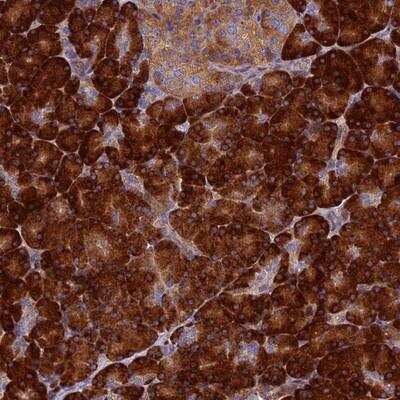Immunohistochemistry-Paraffin: RNASEK Antibody [NBP1-92338] - Staining of human pancreas shows strong cytoplasmic positivity in exocrine glandular cells.