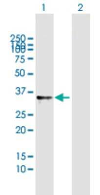 Western Blot: RNASET2 Antibody [H00008635-B01P] - Analysis of RNASET2 expression in transfected 293T cell line by RNASET2 polyclonal antibody.  Lane 1: RNASET2 transfected lysate(28.16 KDa). Lane 2: Non-transfected lysate.