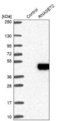 Western Blot RNASET2 Antibody - BSA Free