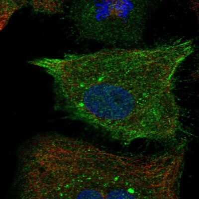 Immunocytochemistry/ Immunofluorescence RND1 Antibody - BSA Free