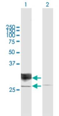 Western Blot: RND1 Antibody [H00027289-B01P] - Analysis of RND1 expression in transfected 293T cell line by RND1 polyclonal antibody.  Lane1:RND1 transfected lysate(25.52 KDa). Lane2:Non-transfected lysate.