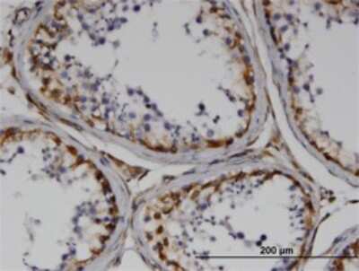 Immunohistochemistry-Paraffin: RND3 Antibody (1D2) [H00000390-M01] - Analysis of monoclonal antibody to RND3 on formalin-fixed paraffin-embedded human testis. Antibody concentration 3 ug/ml.