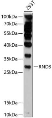 Western Blot: RND3 Antibody [NBP2-93595] - Analysis of extracts of 293T cells, using RND3 at 1:1000 dilution.Secondary antibody: HRP Goat Anti-Rabbit IgG (H+L) at 1:10000 dilution.Lysates/proteins: 25ug per lane.Blocking buffer: 3% nonfat dry milk in TBST.Detection: ECL Basic Kit .Exposure time: 5