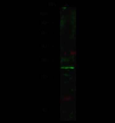 Western Blot: RND3 Antibody [NBP2-98843] - Anti-RND3 rabbit polyclonal antibody at 1:500 dilution. Lane A: NCI-H460 Whole Cell Lysate. Lysates/proteins at 30 ug per lane. Secondary Goat Anti-Rabbit IgG H&L (Dylight 800) at 1/10000 dilution. Developed using the Odyssey technique. Performed under reducing conditions. Predicted band size: 27 kDa. Observed band size: 30 kDa