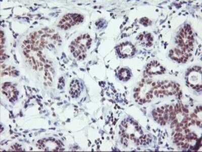Immunohistochemistry-Paraffin: RNF113B Antibody (7A1) [NBP2-01644] - Staining of paraffin-embedded Human breast tissue using anti-RNF113B mouse monoclonal antibody.