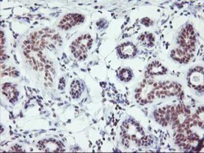 Immunohistochemistry: RNF113B Antibody (OTI7A1) - Azide and BSA Free [NBP2-73921] - Staining of paraffin-embedded Human breast tissue using anti-RNF113B mouse monoclonal antibody.