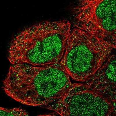 Immunocytochemistry/ Immunofluorescence RNF12 Antibody - BSA Free
