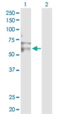 Western Blot: RNF12 Antibody [H00051132-D01P] - Analysis of RNF12 expression in transfected 293T cell line by RNF12 polyclonal antibody.Lane 1: RNF12 transfected lysate(68.50 KDa).Lane 2: Non-transfected lysate.