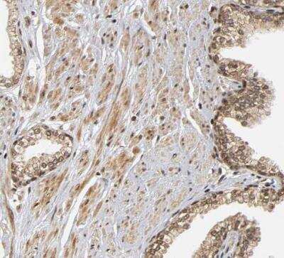 Immunohistochemistry-Paraffin RNF122 Antibody - BSA Free
