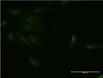 Immunocytochemistry/ Immunofluorescence RNF125 Antibody (1D3) - Azide and BSA Free