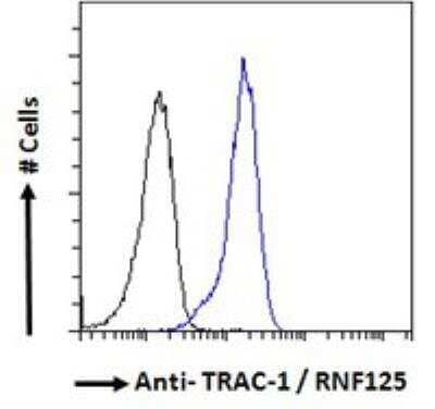 Flow Cytometry: RNF125 Antibody [NBP2-78703] - Analysis of paraformaldehyde fixed HeLa cells (blue line), permeabilized with 0.5% Triton. Primary incubation 1hr (10 ug/mL) followed by Alexa Fluor 488 secondary antibody (1 ug/mL). IgG control: Unimmunized goat IgG (black line) followed by Alexa Fluor 488 secondary antibody.