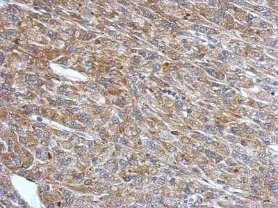 Immunohistochemistry-Paraffin: RNF133 Antibody [NBP2-20176] - Immunohistochemical analysis of paraffin-embedded U87 xenograft, using antibody at 1:500 dilution.