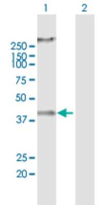 Western Blot: RNF133 Antibody [H00168433-B01P] - Analysis of RNF133 expression in transfected 293T cell line by RNF133 polyclonal antibody.  Lane 1: RNF133 transfected lysate(41.36 KDa). Lane 2: Non-transfected lysate.