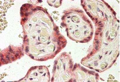 Immunohistochemistry-Paraffin: RNF139 Antibody [NBP1-23027] - (3.8ug/ml) staining of paraffin embedded Human Placenta. Steamed antigen retrieval with citrate buffer pH 6, AP-staining.