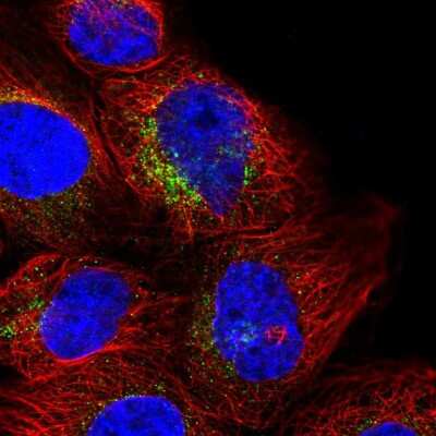 Immunocytochemistry/ Immunofluorescence RNF144A Antibody - BSA Free