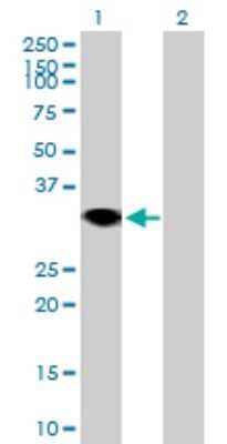 Western Blot: RNF144A Antibody [H00009781-B01P] - Analysis of RNF144A expression in transfected 293T cell line by RNF144A polyclonal antibody.  Lane 1: RNF144 transfected lysate(32.23 KDa). Lane 2: Non-transfected lysate.