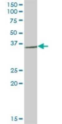 Western Blot: RNF144A Antibody [H00009781-B02P] - Analysis of RNF144 expression in rat brain.
