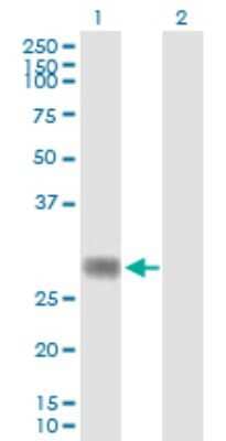 Western Blot RNF144A Antibody - Azide and BSA Free