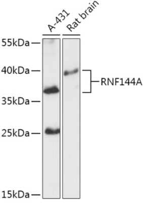 Western Blot RNF144A Antibody - Azide and BSA Free