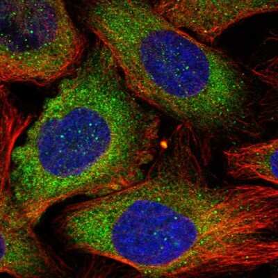 Immunocytochemistry/Immunofluorescence: RNF160 Antibody [NBP1-89879] - Staining of human cell line U-2 OS shows localization to cytosol. Antibody staining is shown in green.