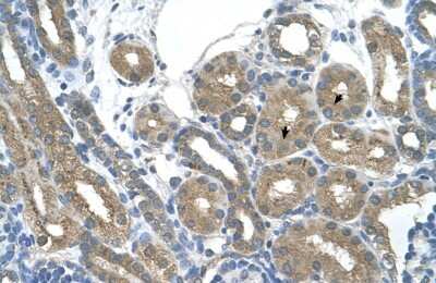 Immunohistochemistry-Paraffin RNF165 Antibody - BSA Free