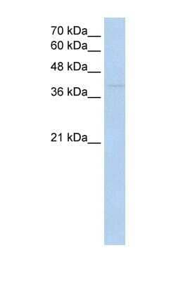 Western Blot RNF165 Antibody - BSA Free